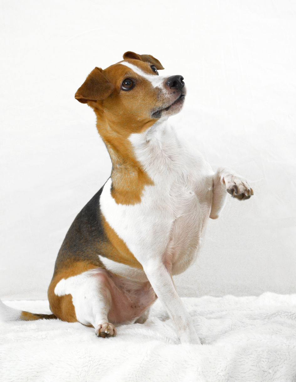 A Dog in White